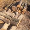 【原木さらに購入】山師の土場で購入した原木を切りました。